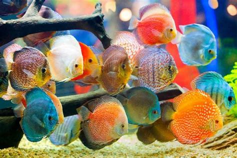 Budidaya Ikan Hias: Tips dan Trik Sukses dengan Mudah.